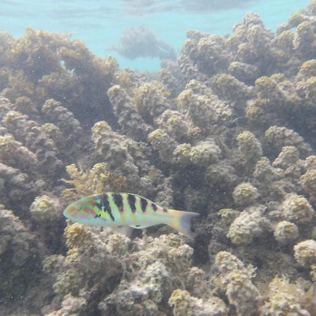 Catamaran Amaya - Sejour Insolite Sur Le Lagon De Moorea Hauru Esterno foto