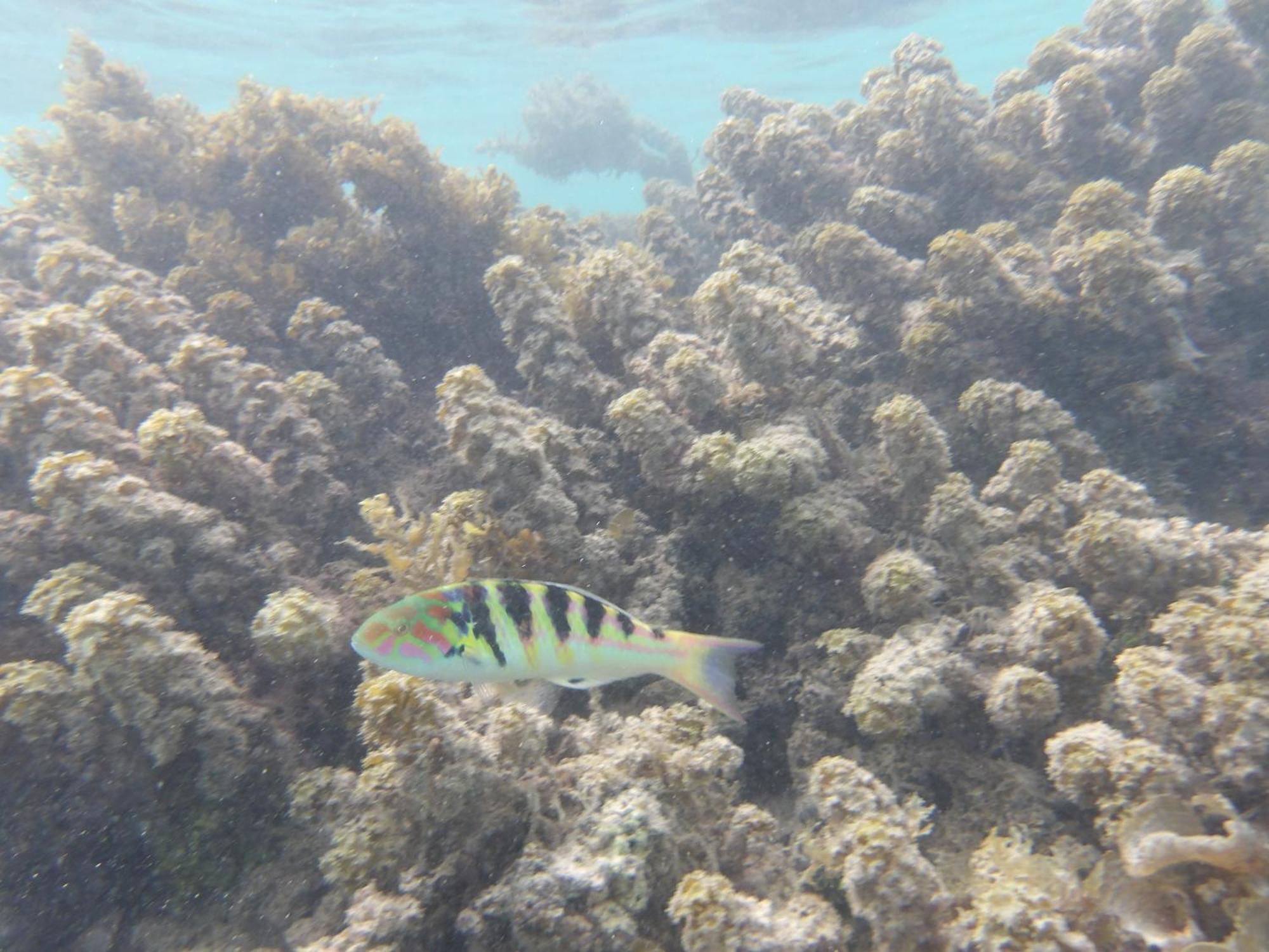 Catamaran Amaya - Sejour Insolite Sur Le Lagon De Moorea Hauru Esterno foto
